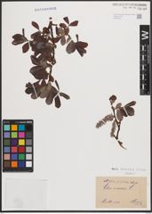 Foto von Salix cinerea L.